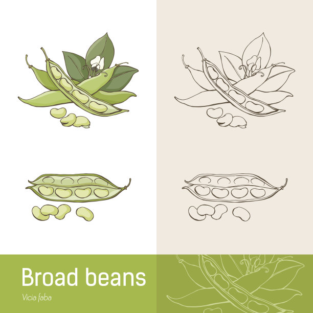 legume