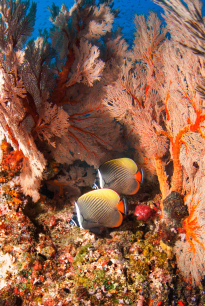 similan岛