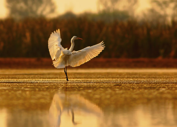 egret
