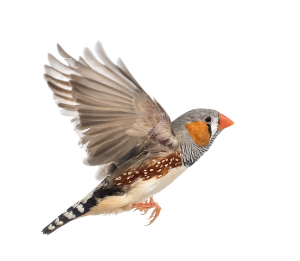 avian