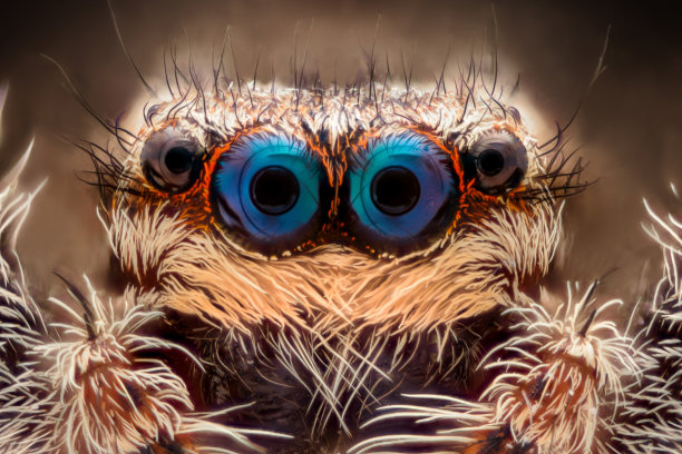 araneae