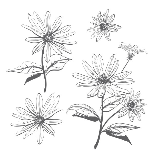camomiles