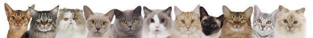 波斯猫