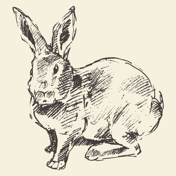 兔子插画设计