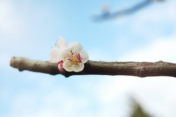 阳春三月杏花开