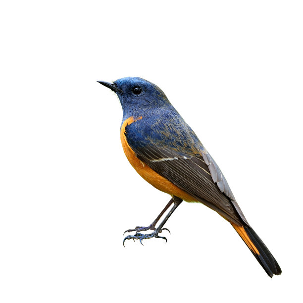 avian