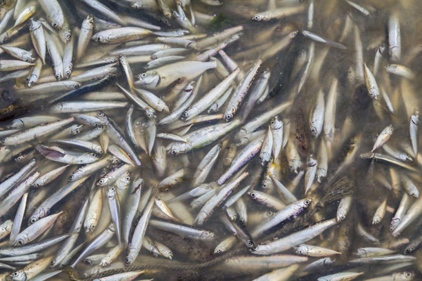 die