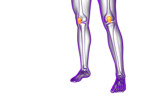 tibia