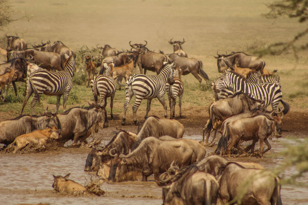 zebra