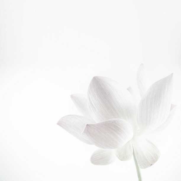 荷塘中的白色莲花