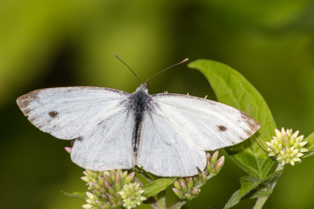 pieris