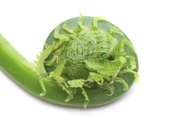 fiddlehead