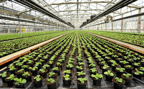 greenhouse