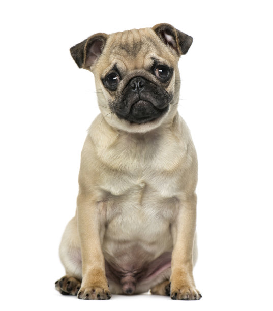 pug