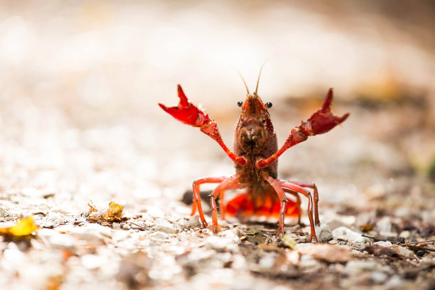crawdad