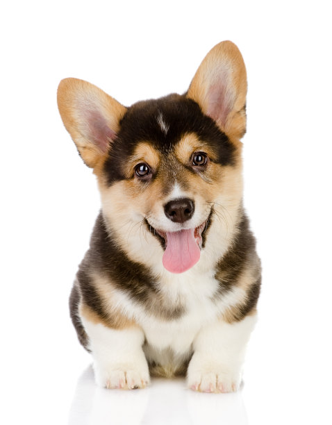 puppy