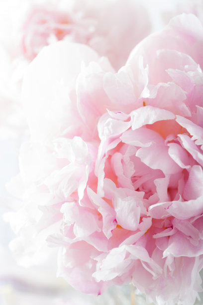 peony