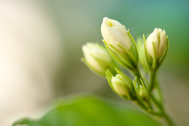 budding