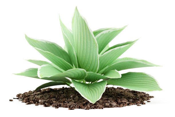 hosta