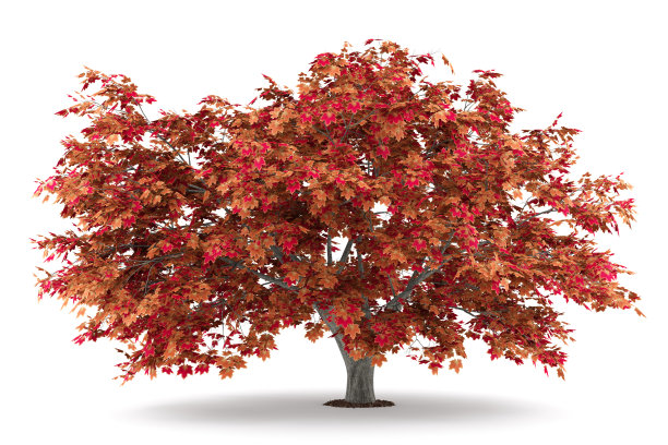 maple