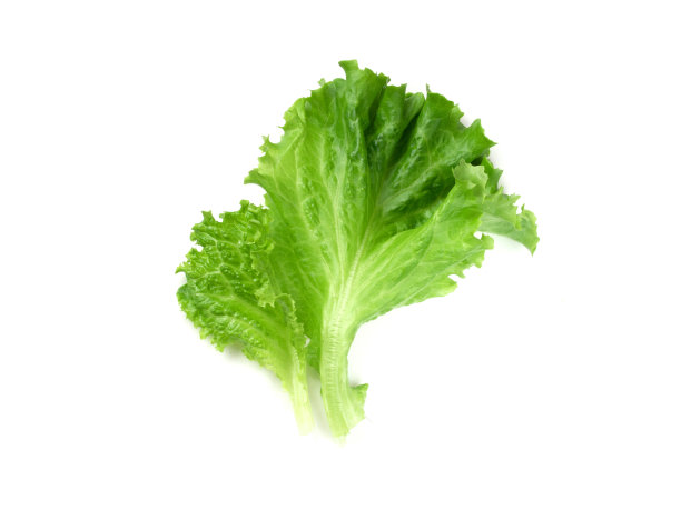 lactuca