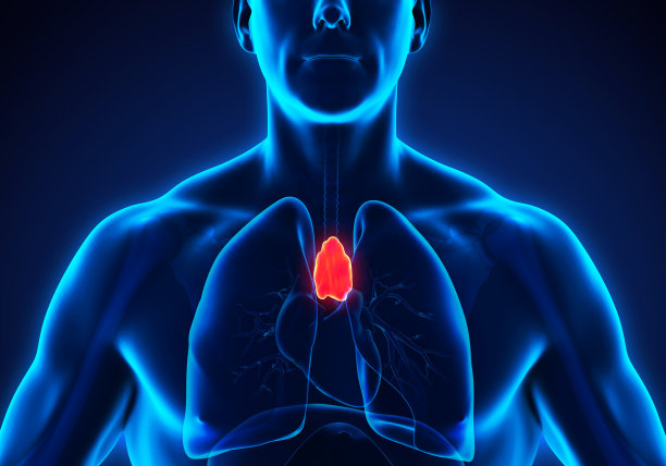 thymus