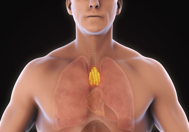 thymus