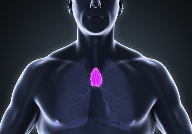 thymus