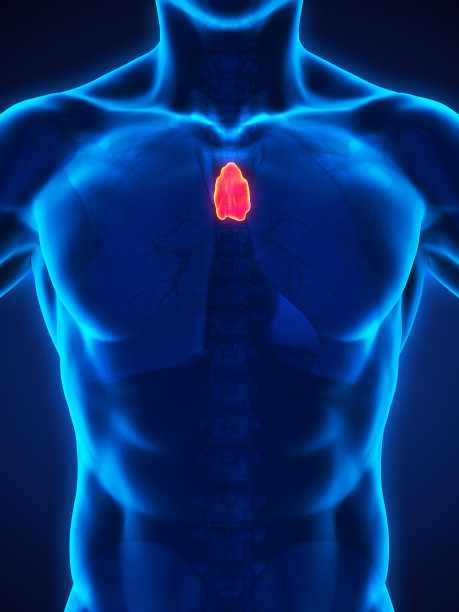 thymus