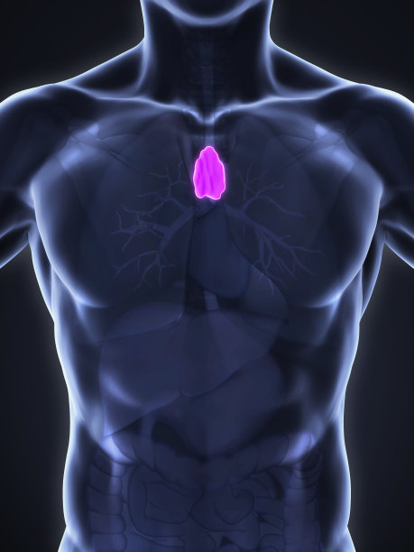 thymus