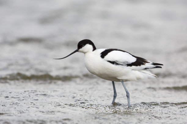 avocet