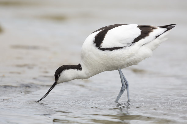 avocet