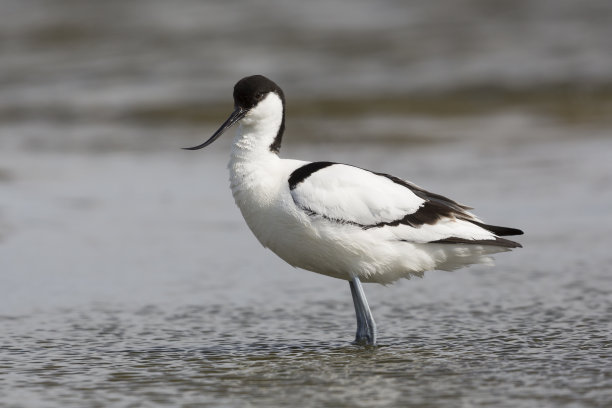 avocet