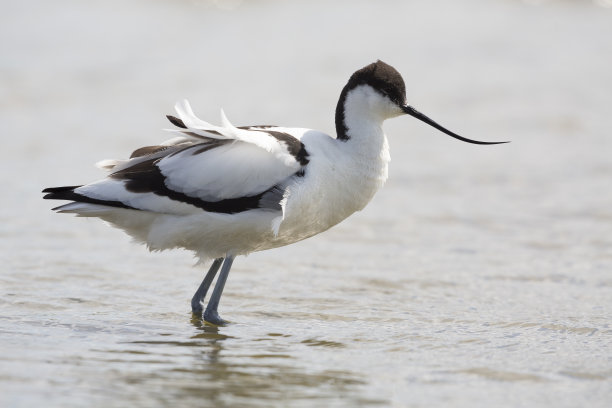 avocet