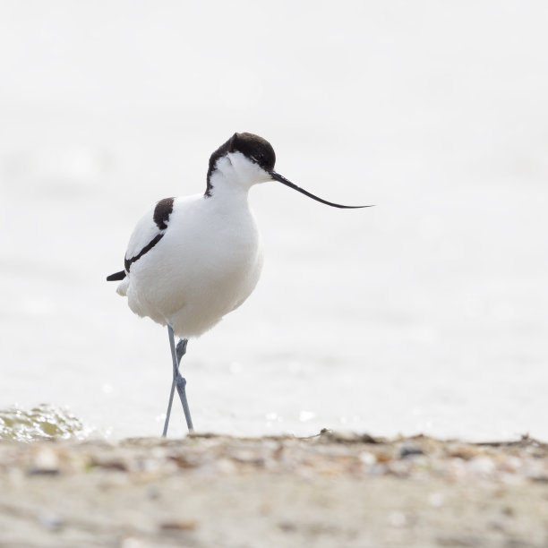 avocet