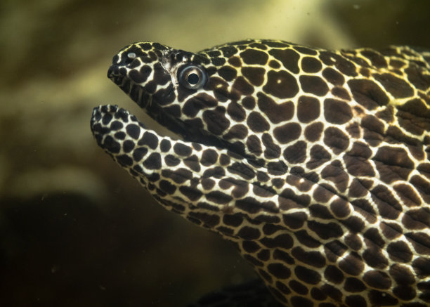 moray