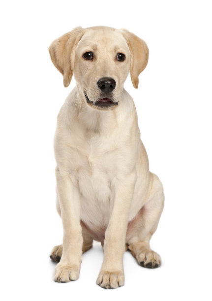 labrador
