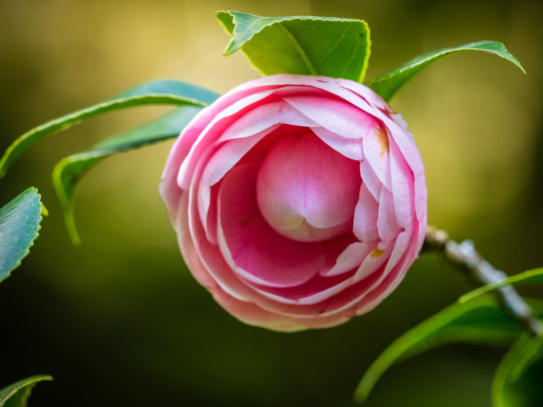 bloom