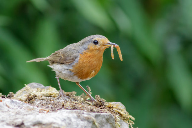 robin-chat