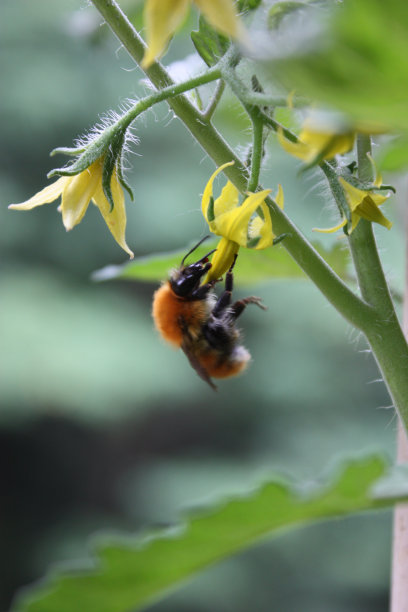 pollination