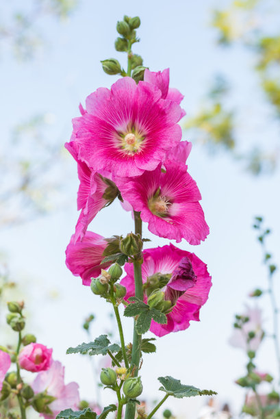 stockrose