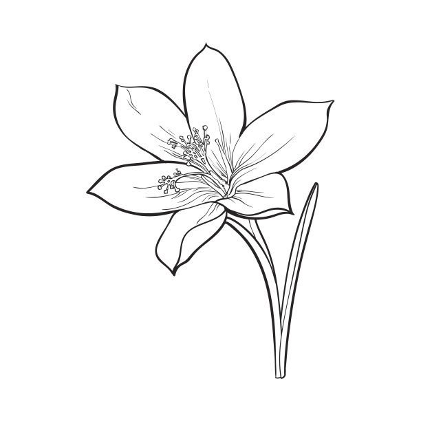 藏红花