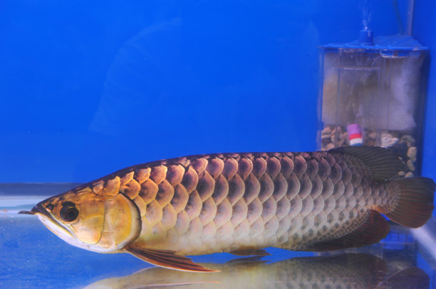 arowana