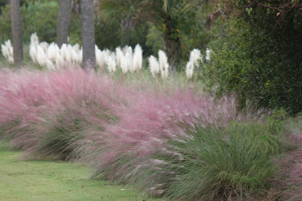 cortaderia