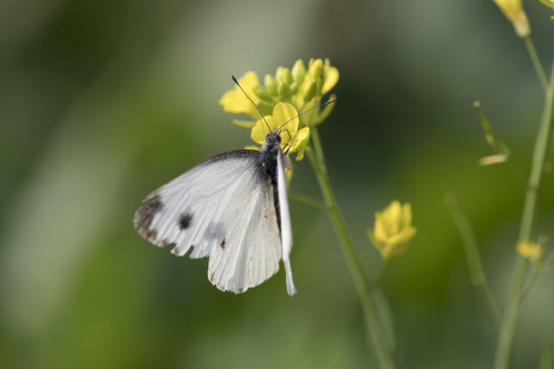 pieris