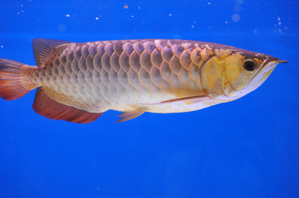 arowana