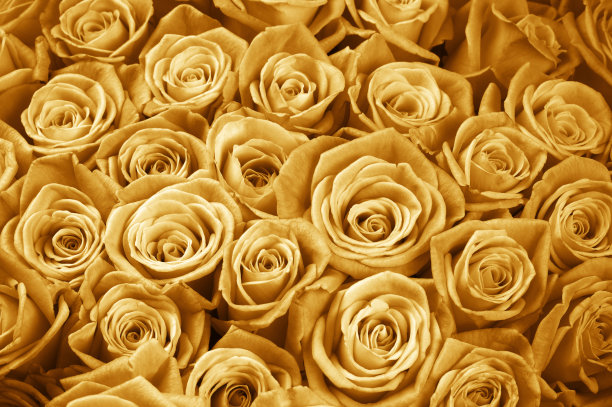 金黄色玫瑰