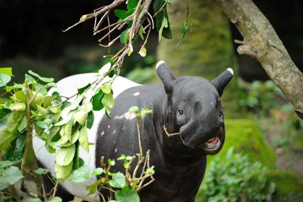 tapir