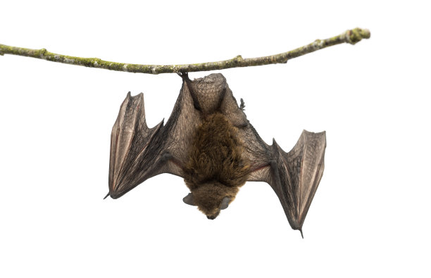 bat