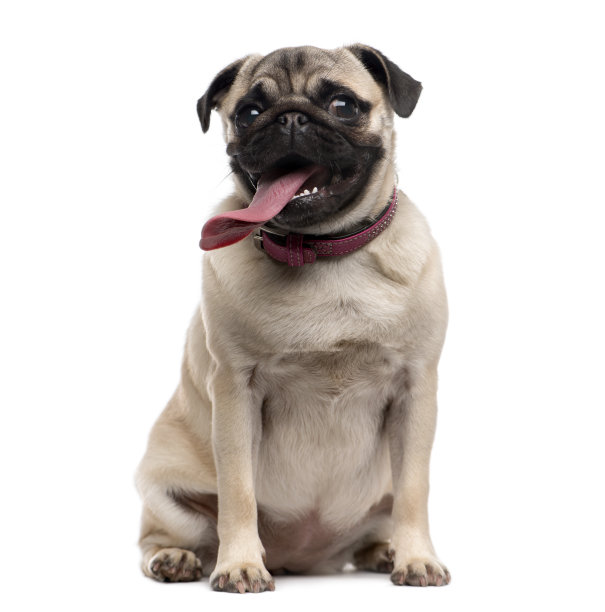 pug
